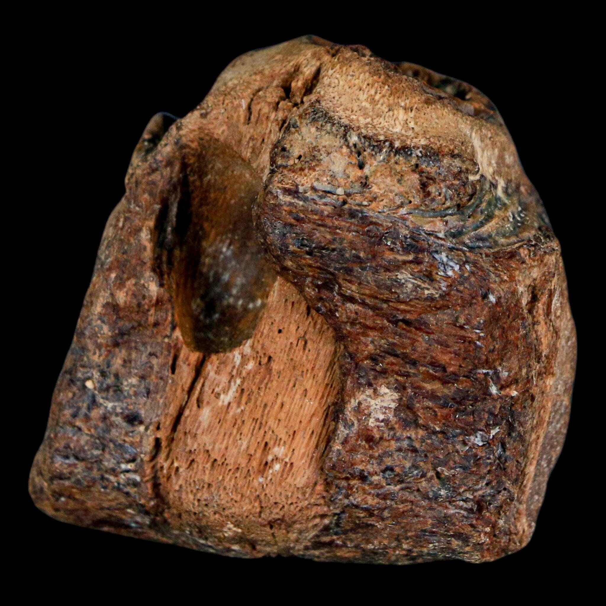 1.5" Mosasaur Fossil Jaw Section Cretaceous Dinosaur Era Texas Ozan FM COA - Fossil Age Minerals