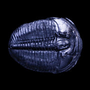 1.3" Elrathia Kingi Trilobite Fossil Utah Cambrian Age 521 Million Years Old COA