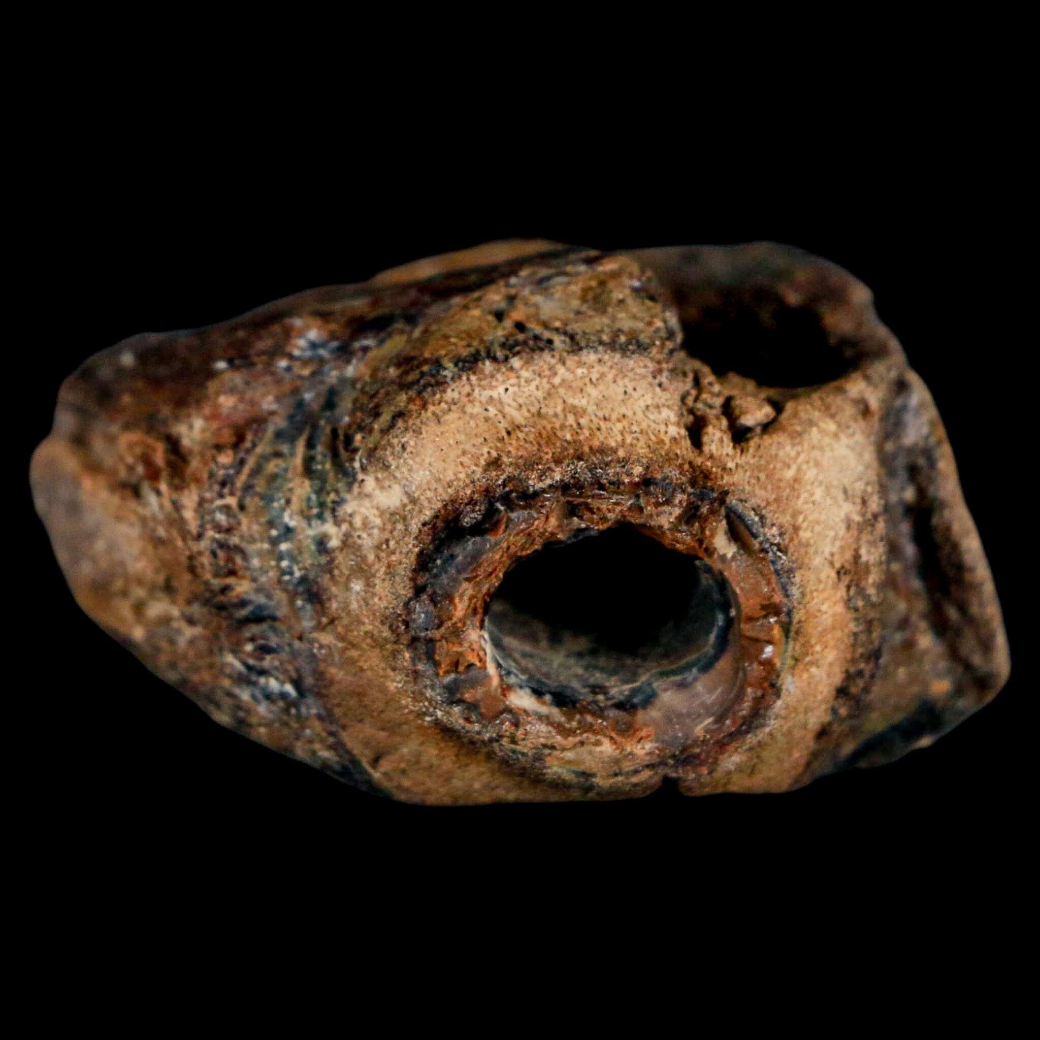1.5" Mosasaur Fossil Jaw Section Cretaceous Dinosaur Era Texas Ozan FM COA - Fossil Age Minerals