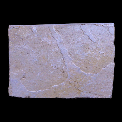 1.6" Hemisaurida Fossil Fish Plate Cretaceous Dinosaur Age Hakel Lebanon - Fossil Age Minerals