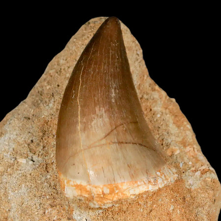 XL 2.1" Mosasaur Prognathodon Fossil Tooth In Matrix Cretaceous Dinosaur Era COA