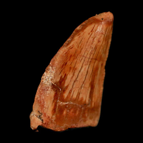 0.7" Abelisaur Serrated Tooth Fossil Cretaceous Age Dinosaur Morocco COA, Display