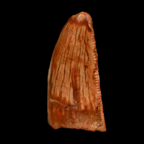 0.7" Abelisaur Serrated Tooth Fossil Cretaceous Age Dinosaur Morocco COA, Display