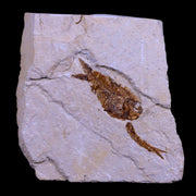1.3" Ctenothrissa Fossil Fish Plate Cretaceous Dinosaur Age Hakel Lebanon