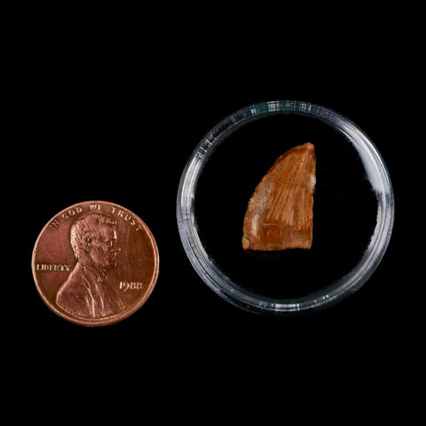 0.7" Abelisaur Serrated Tooth Fossil Cretaceous Age Dinosaur Morocco COA, Display