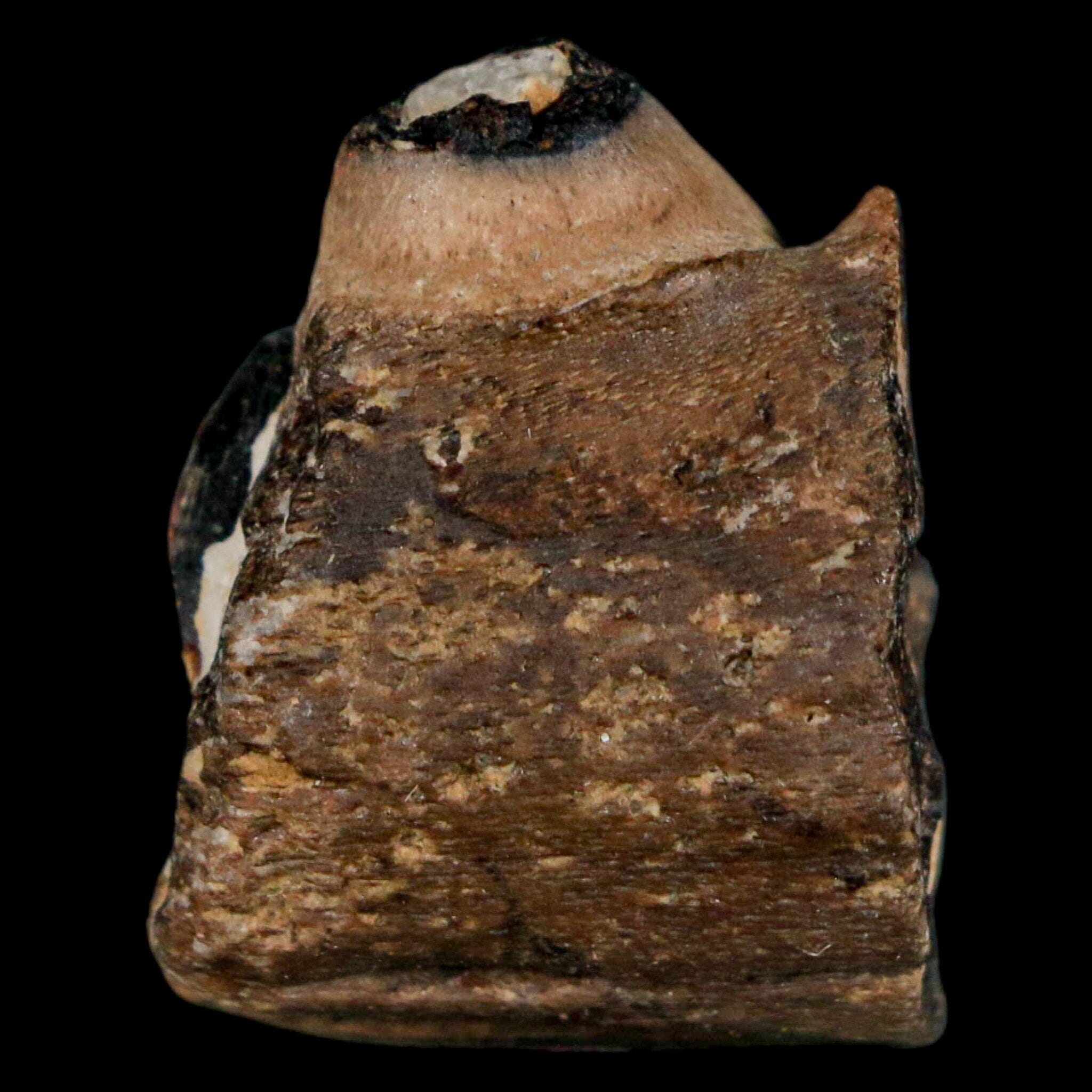 1.1" Mosasaur Fossil Jaw Section Cretaceous Dinosaur Era Texas Ozan FM COA - Fossil Age Minerals