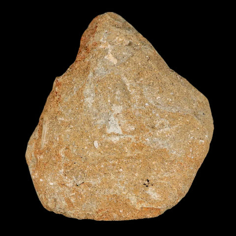 XL 2.1" Mosasaur Prognathodon Fossil Tooth In Matrix Cretaceous Dinosaur Era COA - Fossil Age Minerals