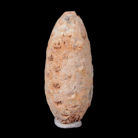 1.6" Fossil Pine Cone Equicalastrobus Replaced By Agate Eocene Age Seeds Fruit