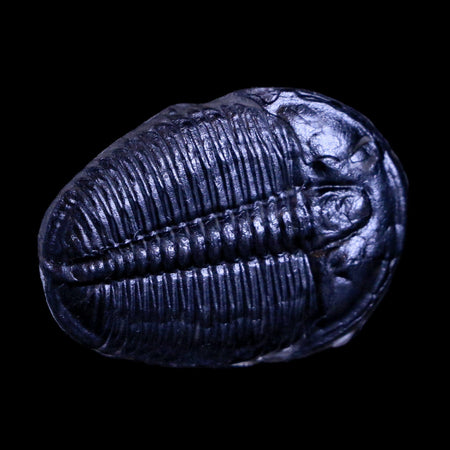 1.2" Elrathia Kingi Trilobite Fossil Utah Cambrian Age 521 Million Years Old COA