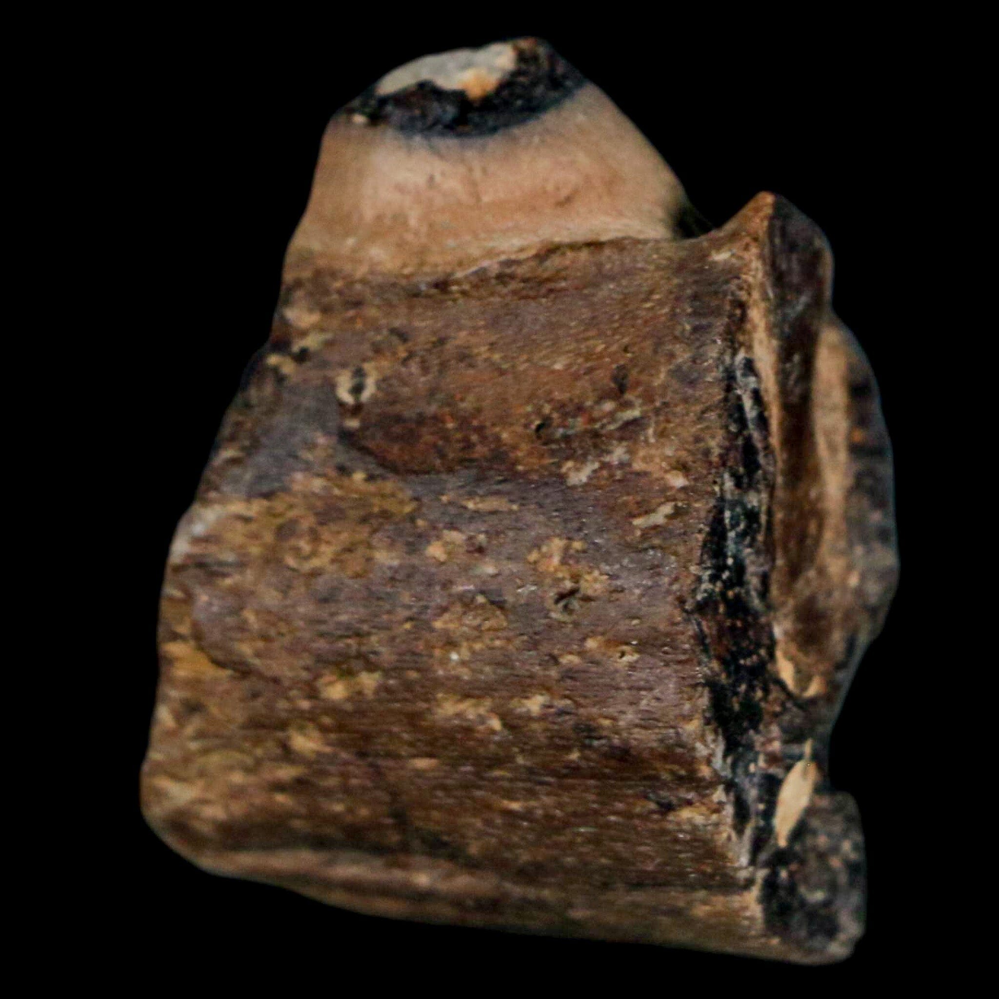 1.1" Mosasaur Fossil Jaw Section Cretaceous Dinosaur Era Texas Ozan FM COA - Fossil Age Minerals