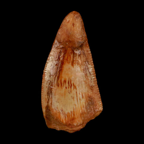 0.8" Abelisaur Serrated Tooth Fossil Cretaceous Age Dinosaur Morocco COA, Display - Fossil Age Minerals