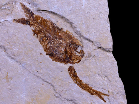 1.3" Ctenothrissa Fossil Fish Plate Cretaceous Dinosaur Age Hakel Lebanon