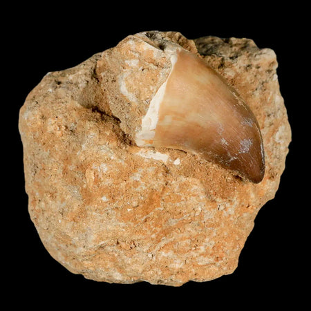 XL 2.2" Mosasaur Prognathodon Fossil Tooth In Matrix Cretaceous Dinosaur Era COA