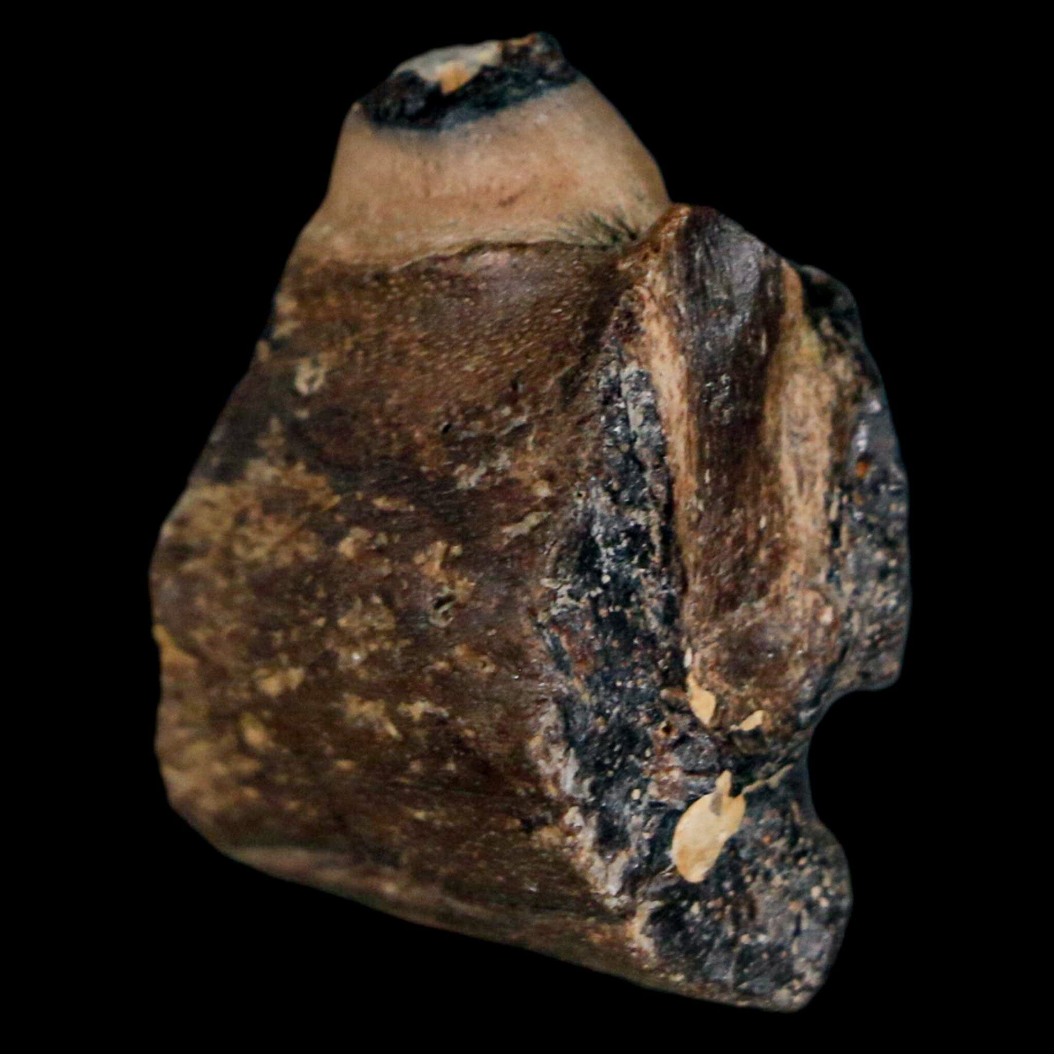 1.1" Mosasaur Fossil Jaw Section Cretaceous Dinosaur Era Texas Ozan FM COA - Fossil Age Minerals