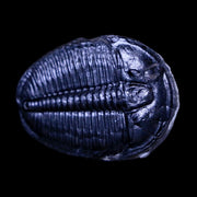 1.2" Elrathia Kingi Trilobite Fossil Utah Cambrian Age 521 Million Years Old COA