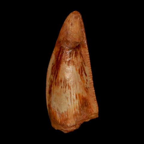 0.8" Abelisaur Serrated Tooth Fossil Cretaceous Age Dinosaur Morocco COA, Display - Fossil Age Minerals