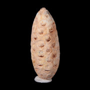 1.6" Fossil Pine Cone Equicalastrobus Replaced By Agate Eocene Age Seeds Fruit