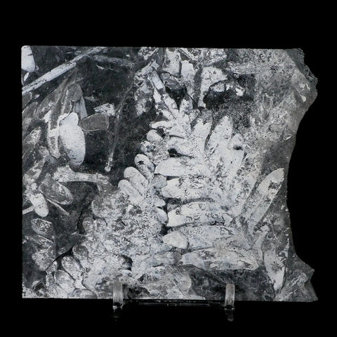 4.1" Alethopteris Fern Plant Leaf Fossil Carboniferous Age Llewellyn FM ST Clair, PA - Fossil Age Minerals