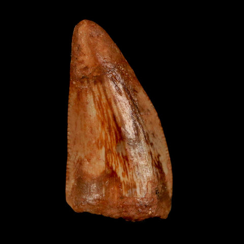 0.8" Abelisaur Serrated Tooth Fossil Cretaceous Age Dinosaur Morocco COA, Display - Fossil Age Minerals