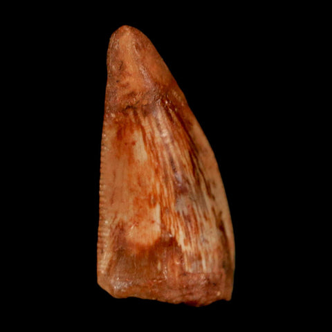 0.8" Abelisaur Serrated Tooth Fossil Cretaceous Age Dinosaur Morocco COA, Display - Fossil Age Minerals