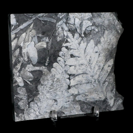 4.1" Alethopteris Fern Plant Leaf Fossil Carboniferous Age Llewellyn FM ST Clair, PA