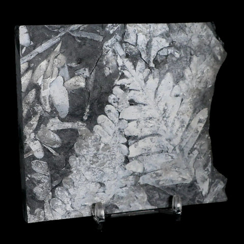 4.1" Alethopteris Fern Plant Leaf Fossil Carboniferous Age Llewellyn FM ST Clair, PA - Fossil Age Minerals