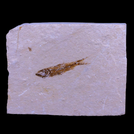 1.3" Hemisaurida Fossil Fish Plate Cretaceous Dinosaur Age Hakel Lebanon