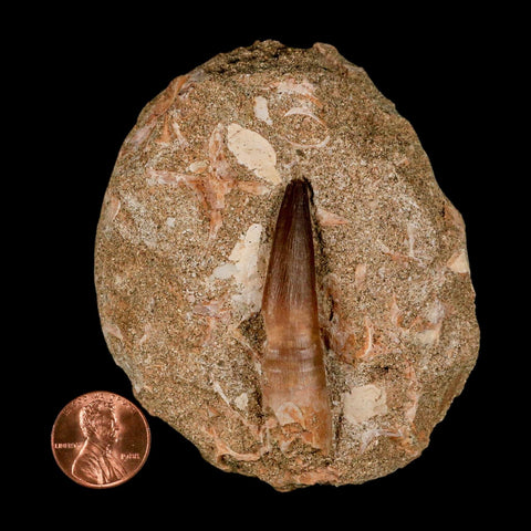XL  2" Plesiosaur Zarafasaura Tooth Fossil In Matrix Cretaceous Dinosaur Era COA