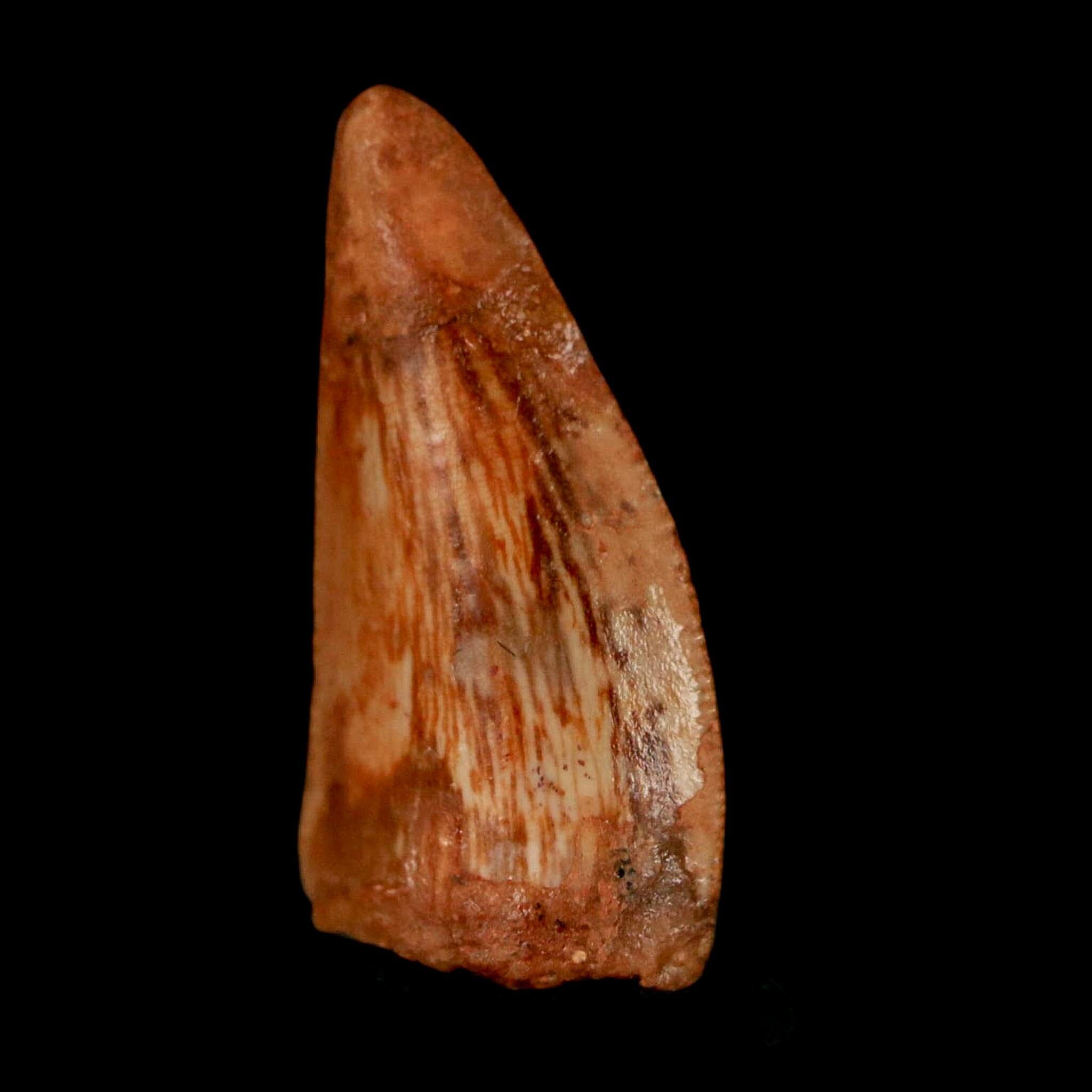 0.8" Abelisaur Serrated Tooth Fossil Cretaceous Age Dinosaur Morocco COA, Display - Fossil Age Minerals