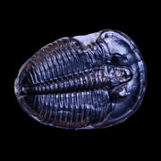 1.2" Elrathia Kingi Trilobite Fossil Utah Cambrian Age 521 Million Years Old COA