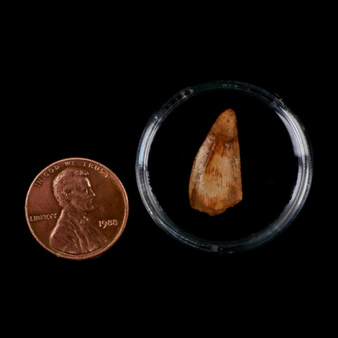 0.8" Abelisaur Serrated Tooth Fossil Cretaceous Age Dinosaur Morocco COA, Display - Fossil Age Minerals