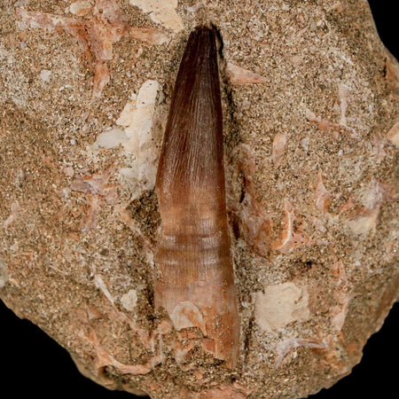 XL  2" Plesiosaur Zarafasaura Tooth Fossil In Matrix Cretaceous Dinosaur Era COA