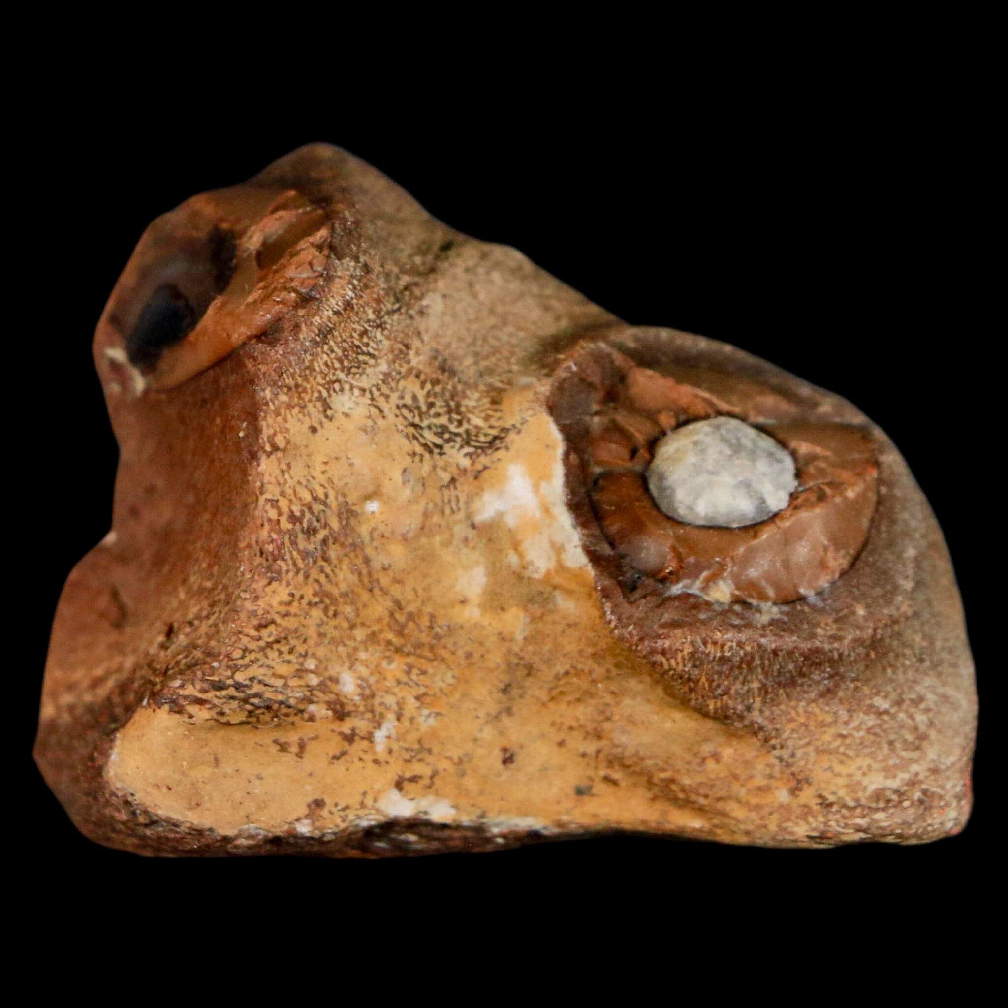 1.6" Mosasaur Fossil Jaw Section Cretaceous Dinosaur Era Texas Ozan FM COA - Fossil Age Minerals