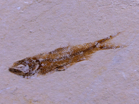 1.3" Hemisaurida Fossil Fish Plate Cretaceous Dinosaur Age Hakel Lebanon - Fossil Age Minerals