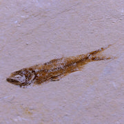 1.3" Hemisaurida Fossil Fish Plate Cretaceous Dinosaur Age Hakel Lebanon