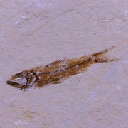 1.3" Hemisaurida Fossil Fish Plate Cretaceous Dinosaur Age Hakel Lebanon