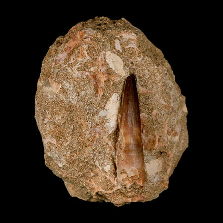 XL  2" Plesiosaur Zarafasaura Tooth Fossil In Matrix Cretaceous Dinosaur Era COA