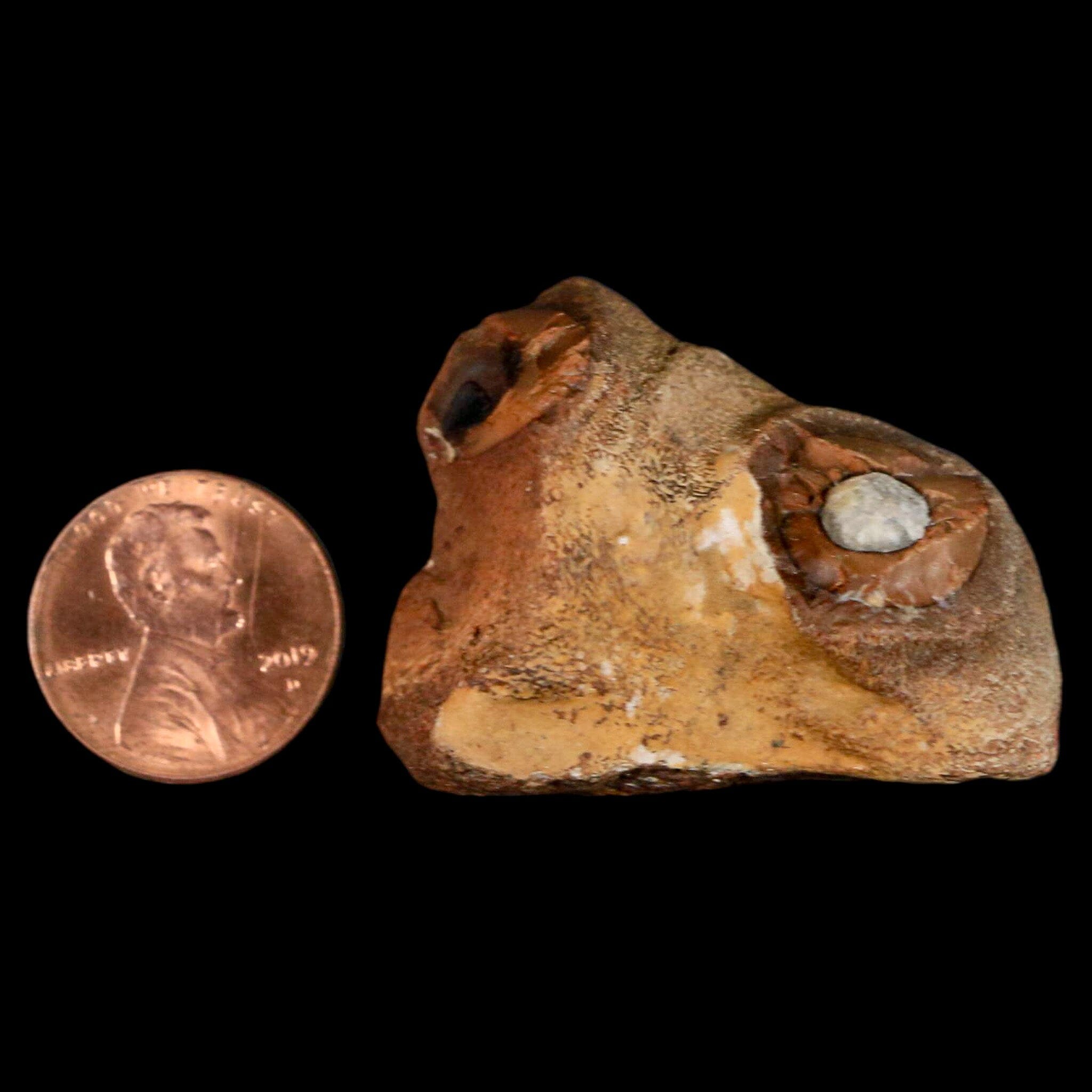 1.6" Mosasaur Fossil Jaw Section Cretaceous Dinosaur Era Texas Ozan FM COA - Fossil Age Minerals