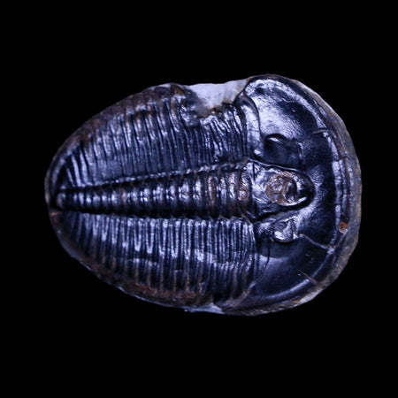 1.2" Elrathia Kingi Trilobite Fossil Utah Cambrian Age 521 Million Years Old COA