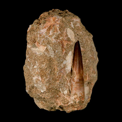 XL  2" Plesiosaur Zarafasaura Tooth Fossil In Matrix Cretaceous Dinosaur Era COA