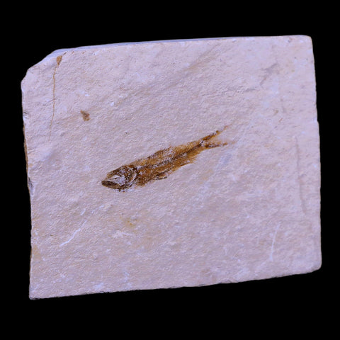 1.3" Hemisaurida Fossil Fish Plate Cretaceous Dinosaur Age Hakel Lebanon - Fossil Age Minerals