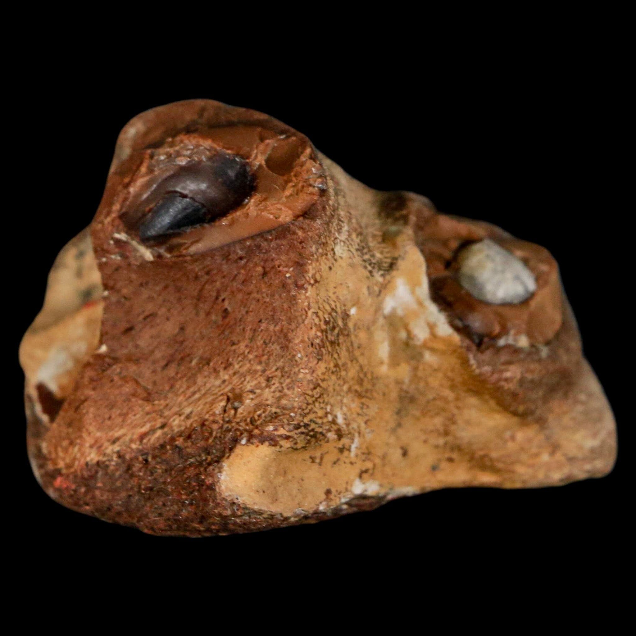 1.6" Mosasaur Fossil Jaw Section Cretaceous Dinosaur Era Texas Ozan FM COA - Fossil Age Minerals