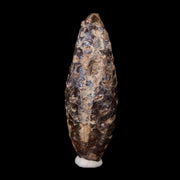 1.9" Fossil Pine Cone Equicalastrobus Replaced By Agate Eocene Age Seeds Fruit