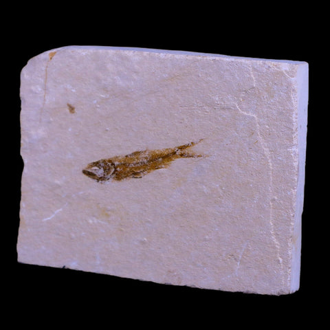 1.3" Hemisaurida Fossil Fish Plate Cretaceous Dinosaur Age Hakel Lebanon - Fossil Age Minerals