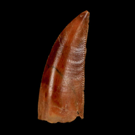 0.8" Abelisaur Serrated Tooth Fossil Cretaceous Age Dinosaur Morocco COA, Display