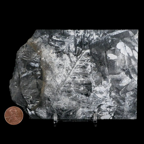 5" Alethopteris Fern Plant Leaf Fossil Carboniferous Age Llewellyn FM ST Clair, PA - Fossil Age Minerals