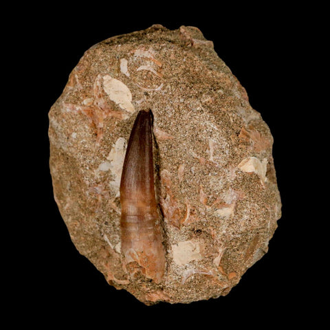 XL  2" Plesiosaur Zarafasaura Tooth Fossil In Matrix Cretaceous Dinosaur Era COA