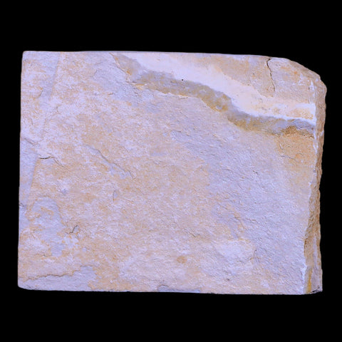 1.3" Hemisaurida Fossil Fish Plate Cretaceous Dinosaur Age Hakel Lebanon - Fossil Age Minerals