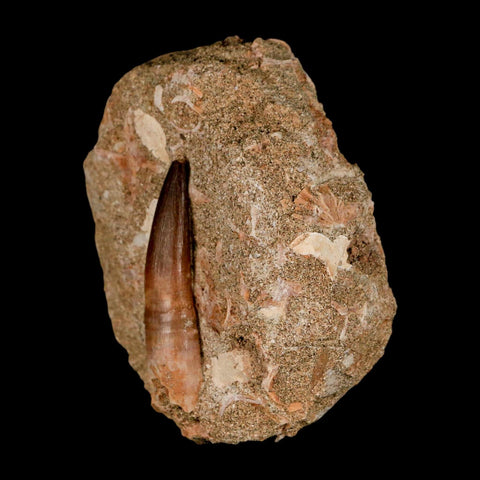 XL  2" Plesiosaur Zarafasaura Tooth Fossil In Matrix Cretaceous Dinosaur Era COA