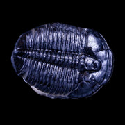 1.2" Elrathia Kingi Trilobite Fossil Utah Cambrian Age 521 Million Years Old COA